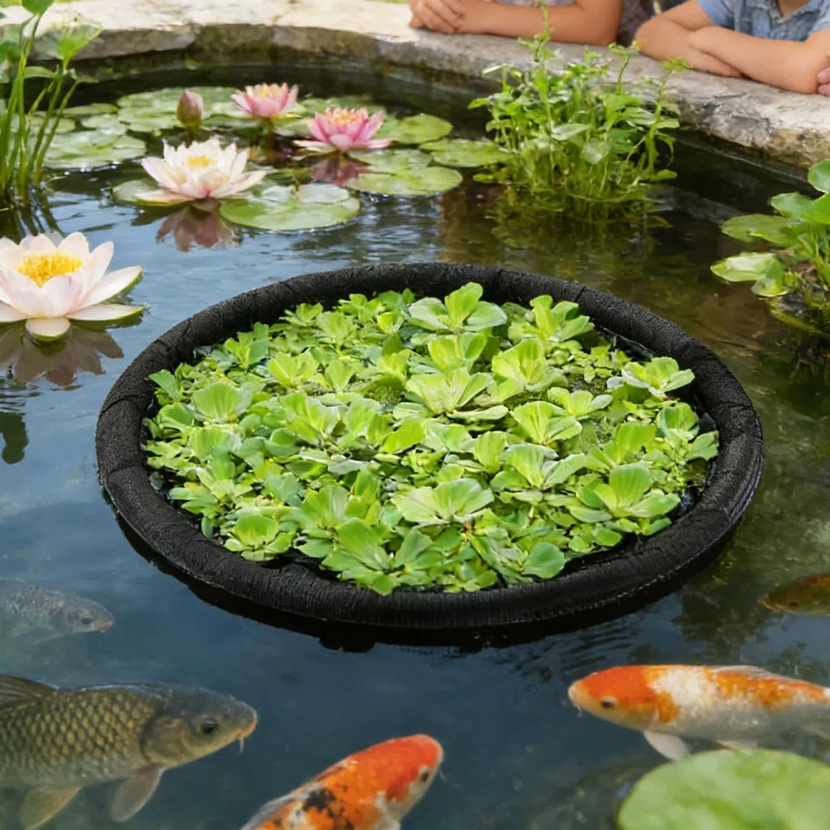 Schwimminsel Teich, 60/64/80cm Schwimmende Pflanzinsel – Pflanzenschutz Mit Feinmaschigem Netz, Wiederverwendbar. Perfekt Für Gartenteich, Fischteich, Wasserspiele. Schützt Wasserpflanzen, Fördert
